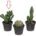 Mr Plant Tekokaktukset Kaktus 1