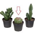 Mr Plant Tekokaktukset Kaktus 2