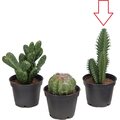 Mr Plant Tekokaktukset Kaktus 3