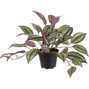 Mr Plant Tekokasvi Purppurajuoru