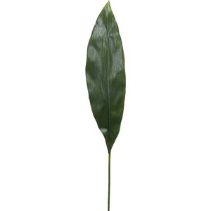 Mr Plant Tekolehti, Aspidistra